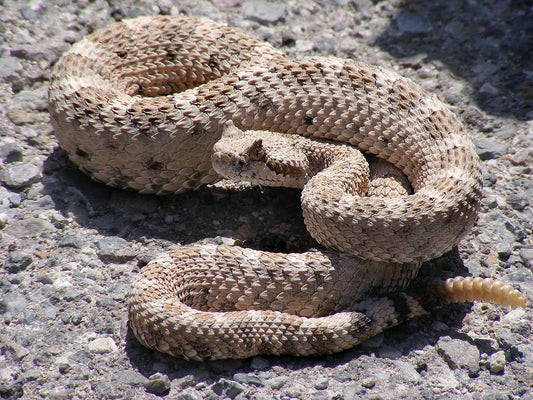 Protect Against Rattlesnake Bite