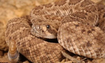 10 COMMON SNAKES THAT LIVE IN THE USA! (ID GUIDE)